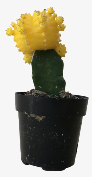 Moon Cactus - Yellow - Eastern Prickly Pear