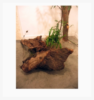 Installation View, Foraged Materials, Live Redwood - Driftwood