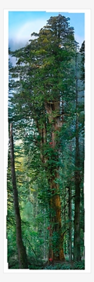 Oversized Giant Redwood > National Geographic Art Store - Redwood National And State Parks