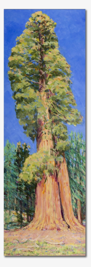 Sequoia & Kings Canyon National Parks - Redwood