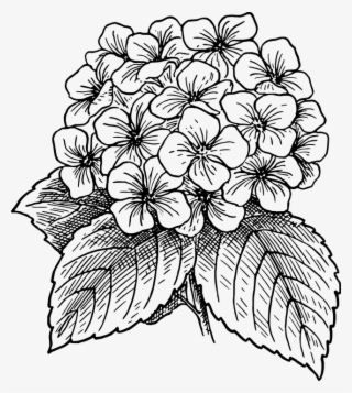 Flor, Florescente, Planta, Folhas, Costas E Branco - Hydrangea Flower Drawing