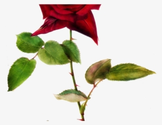 Vines Clipart Pink Rose - Roses With Thorns