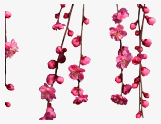 Share This Image - Hanging Cherry Blossom