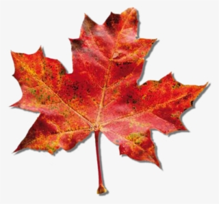 Maple Mapleleaf-1408 - Maple Leaf
