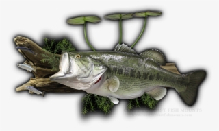 27\ - Sea Bass