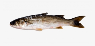 Thin-lipped Grey Mullet - Touladi