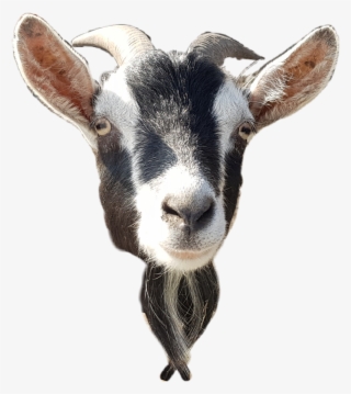 Goat Sticker - Goat Head Transparent