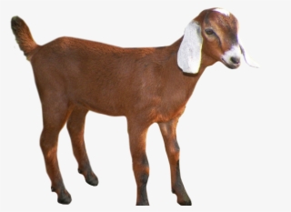 Goats Head Clipart Group Goat - Clipart Transparent Background Goat