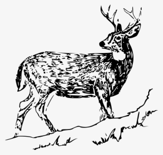 This Free Icons Png Design Of White Tail Deer 2