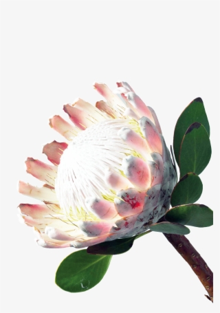 Charming Flower Cartoon Transparent - Banksia