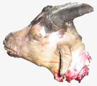 Goat Head - Boar