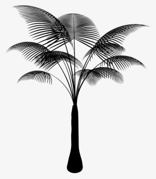 Big Image - Attalea Speciosa