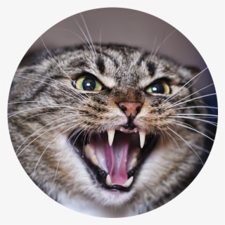 Angry Adult Tabby Cat - Cat Hissing Meme