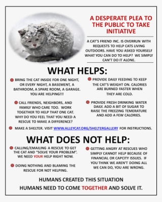 Frequently Asked Questions - Winter Cat Infographic