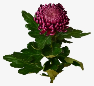 Burgundy Chrysanthemum Flower Shop Studio Flores - Burgundy Chrysanthemum