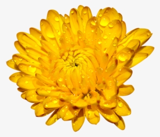 Chrysanthemum, Many Wings, Yellow - English Marigold