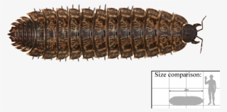 King Cobra Interestingasfuck Httpsupload Wikimedia - Arthropleura Png
