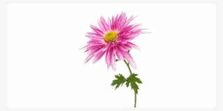 Chrysanths