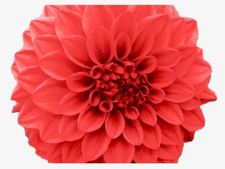 Chrysanthemum Clipart Transparent - Chrysanthemum November Birth Flower