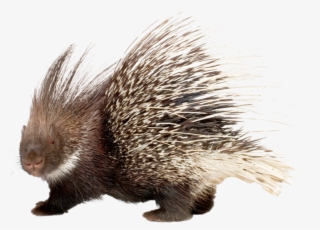 It Will Launch A Backward Attack, Ramming Its Rear - Stachelschwein Png