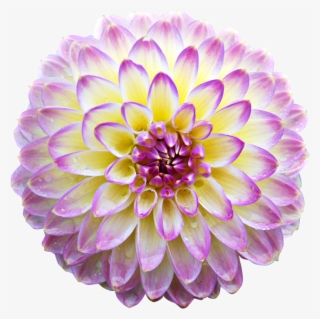 Фотки Flores Rosas, Momentos Preciosos, Imagenes Gif, - Flower Transparent Animated