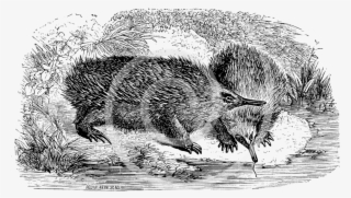 Porcupine Png