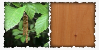 Picture - Red Alder Alnus Rubra