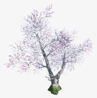 Cherry Blossom - Canoe Birch