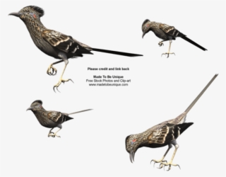 Free Png Download Roadrunner Bird Png Images Background - Butterfly