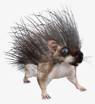 Living Bouquet - Punxsutawney Phil