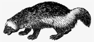 Woodchuck 1423 - Punxsutawney Phil