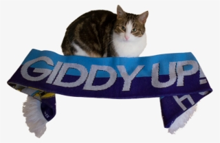4chan Cup, 4chan Cup Scarf, Barely Pony Related, Cat, - Giddy Up Scarf