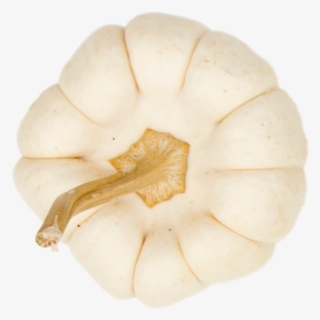 Pumpkin - Oyster Mushroom