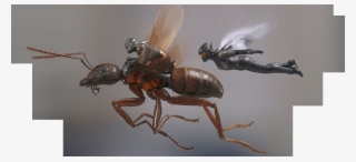 Ant Man And The Wasp - Ant Man Wasp Janet Van Dyne