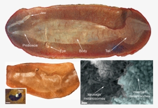 Image Of The 'tully Monster' Fossil And 'meatball' - Tully Monster Fossil