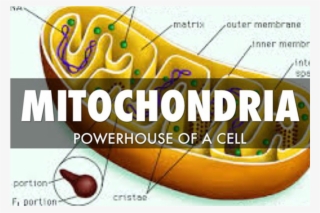 Why Am I So Tired Your Mighty Mitochondria - Boat