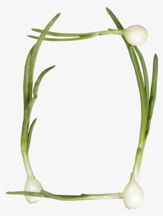 Green Onions Font - Hierochloe