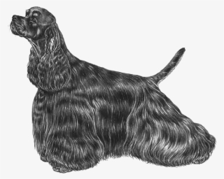 American Cocker Spaniel - Amerikansk Cocker Spaniel Svart