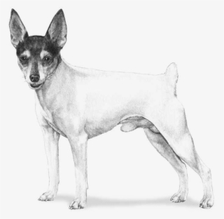700 X 700 9 - Draw A Toy Fox Terrier