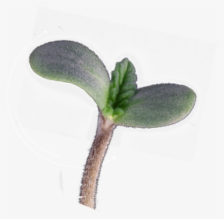 T - H - Seeds Seedling - Twinflower