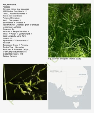 Fowl Bluegrass Map - Hierochloe