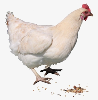 Hen Free Png Image - Live Chicken Png