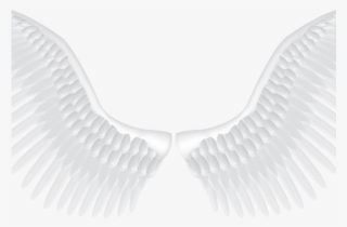 Black And White Wings - Realistic Angel Wings Vector