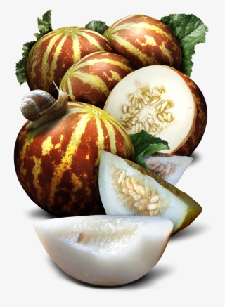 Tigger Melon Seeds For Planting