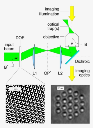 Optics Of Optical Tweezers - Diffractive Optical Element Fourier