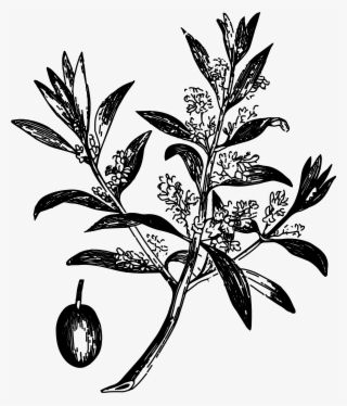 Vector Vintage Flora Illustrations Example Image - Page Layout