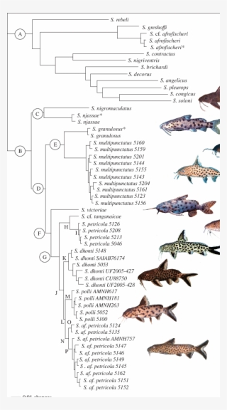 Bi Tree Of Synodontis Catfish - Synodontis