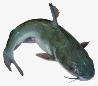 Com/product/fresh Catfish Eterobrancus/ - Kamongo Fish