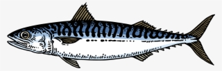 Mackerel - Atlantic Mackerel
