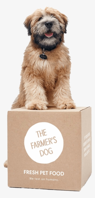 Dog Sitting On The Farmers Dog Package - Subscription Petfood